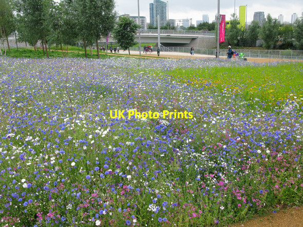 Photo 6"x4" Flowers near the Greenway Gate exit of the Olympic Park Bow\/TQ3682 c2012