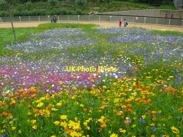Photo 6"x4" Flower meadow beside the City Mill River, Olympic Park Bow\/TQ3682 c2012