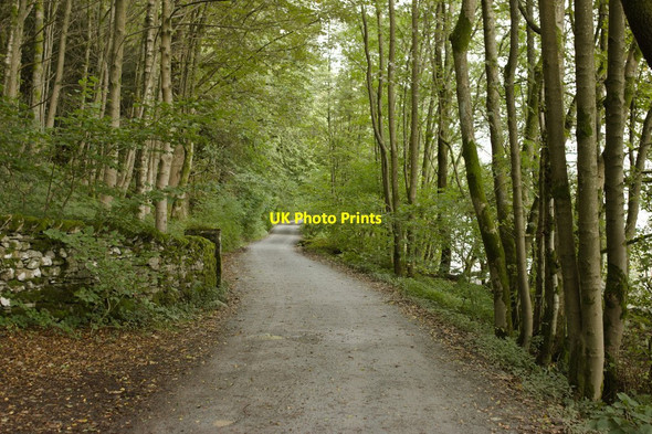 Photo 6"x4" Track in Heald Wood Bowness-On-Windermere c2012