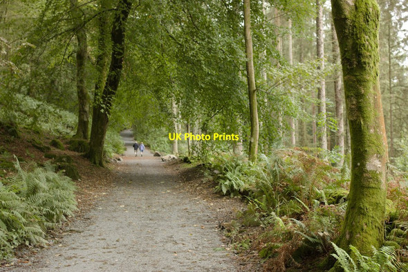 Photo 6"x4" Heald Wood Bowness-On-Windermere c2012
