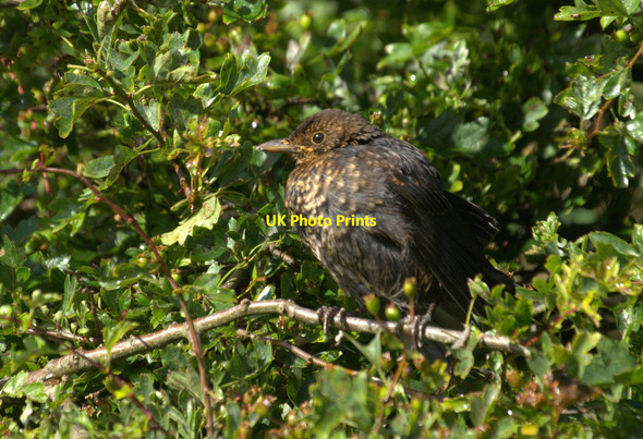 Photo 6"x4" Blackbird (Turdus merula), Norwick Kirkaton c2012
