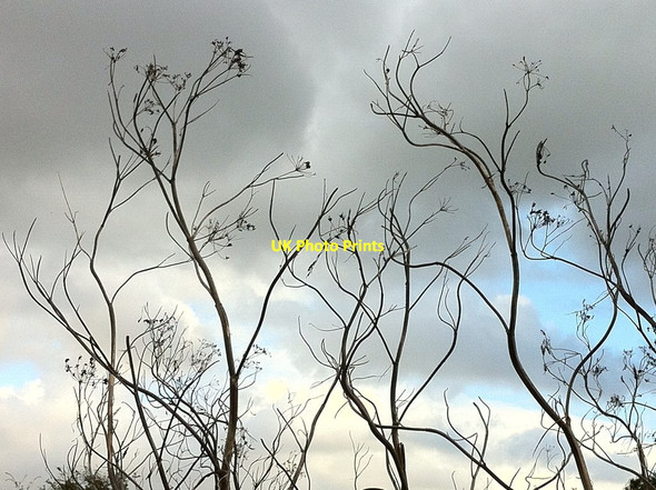 Photo 6"x4" River bank art Cudworth Common\/SE3907 c2012