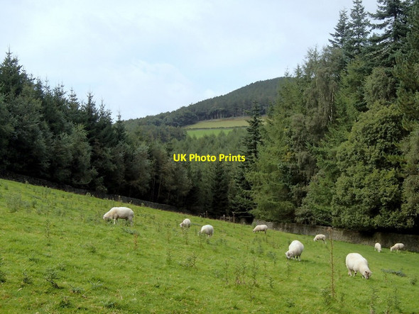 Photo 6"x4" Field and wooded valley Leam c2012