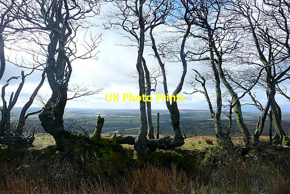 Photo 6"x4" Boundary of the access land Codsend c2012