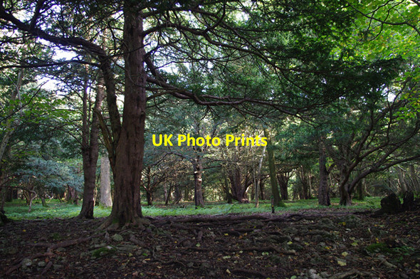 Photo 6"x4" Grubbins Wood, Arnside Arnside\/SD4578 c2012