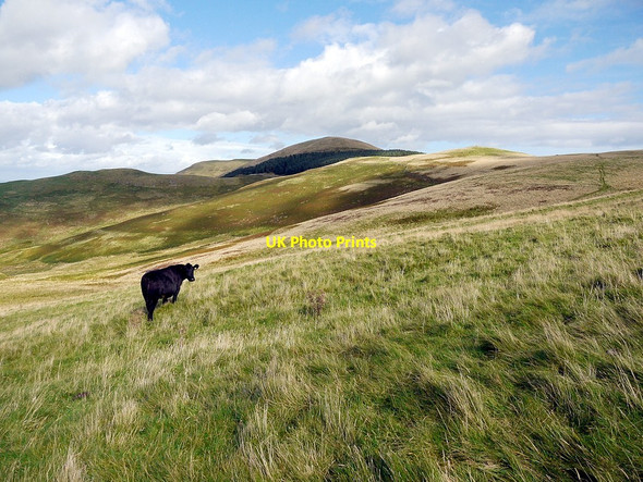 Photo 6"x4" Hillside north of Stob Stones Kirk Yetholm c2012