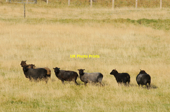 Photo 6"x4" Shetland sheep, Norwick Kirkaton c2012 P1