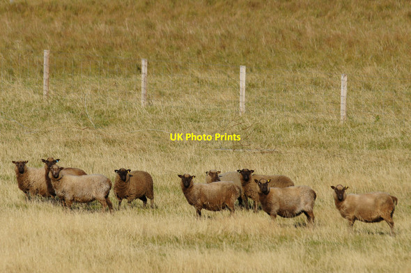 Photo 6"x4" Shetland sheep, Norwick Kirkaton c2012 P2