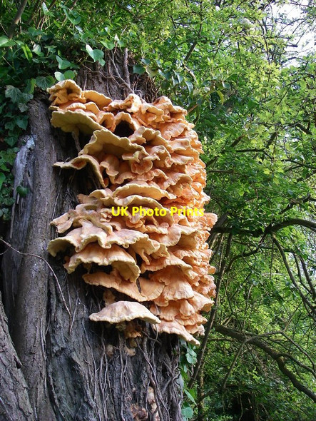 Photo 6"x4" Chicken of the Woods Henny Street c2012