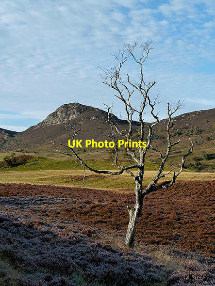 Photo 6"x4" A bare tree in Glen Truim Etteridge c2012