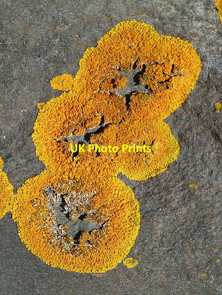 Photo 6"x4" Lichen on a seaside rock Tain\/NH7881 c2012