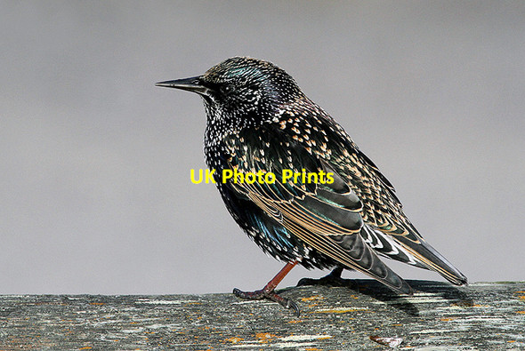 Photo 6"x4" A starling at Chanonry Point Fortrose c2012