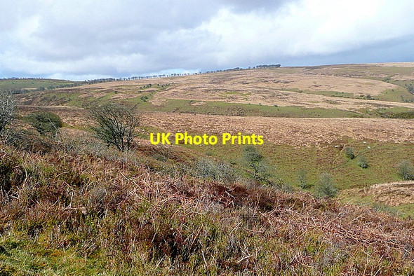 Photo 6"x4" From Wilmersham Common Codsend c2012