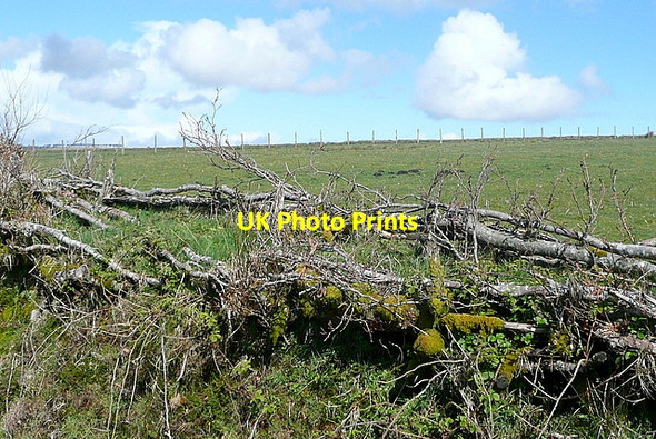 Photo 6"x4" Old hedge laying Edgcott\/SS8438 c2012