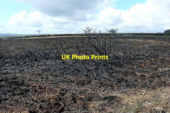 Photo 6"x4" Heather burning Exford c2012