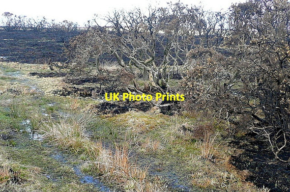 Photo 6"x4" Kitnor Heath Codsend c2012