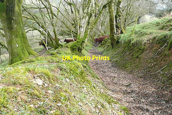 Photo 6"x4" Holloway Lane Codsend c2012