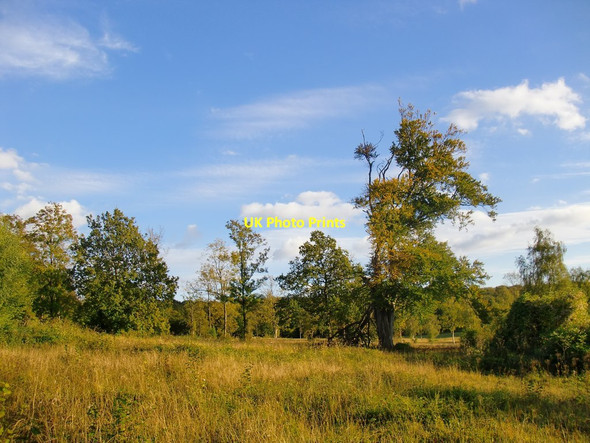 Photo 6"x4" Wood pasture, Norbury Park Fredley c2012