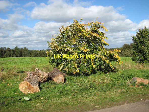 Photo 6"x4" Leaves turning colour Norwich c2012