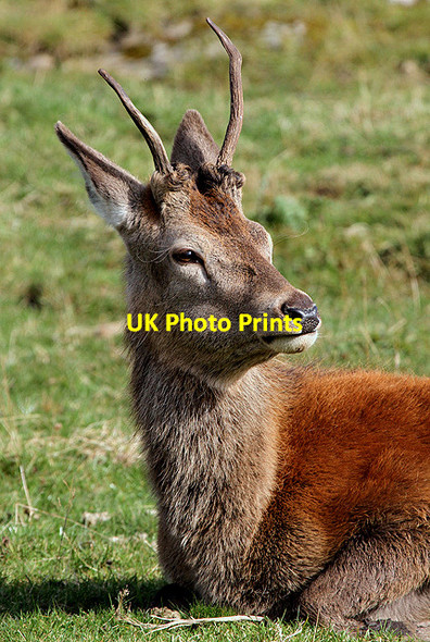 Photo 6"x4" A red deer at the Highland Wildlife Park Balavil\/NH7902 c2012