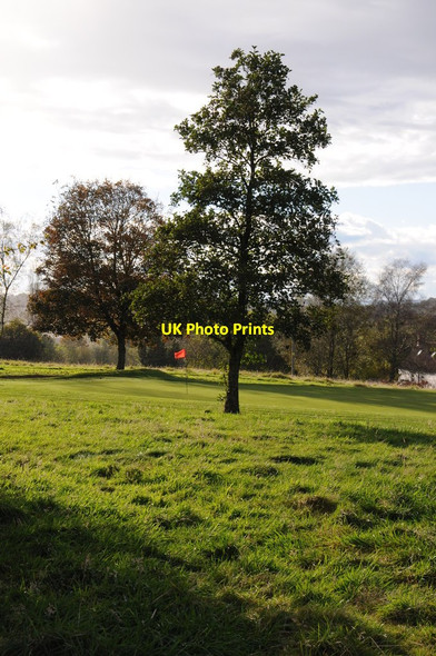 Photo 6"x4" Trees on golf course Coalway c2012