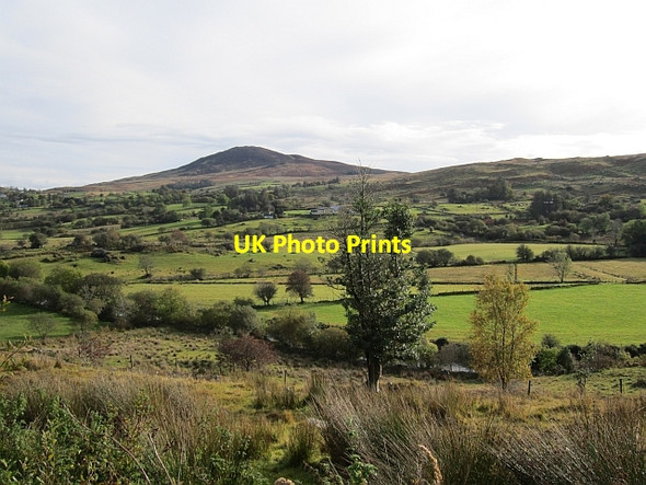 Photo 6"x4" Holly, Ballykerrigan Commeen c2012