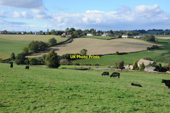 Photo 6"x4" Cattle grazing at Eastbach English Bicknor c2012