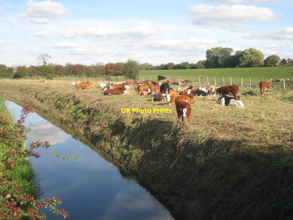 Photo 6"x4" Cattle grazing by Bramwith Bridge South Bramwith c2012