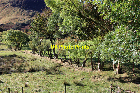 Photo 6"x4" Ancient boundary hedge Lochranza c2012
