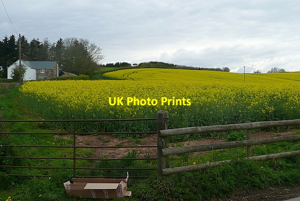 Photo 6"x4" Oil seed rape north of Llanarth Llanarth\/SO3710 c2012
