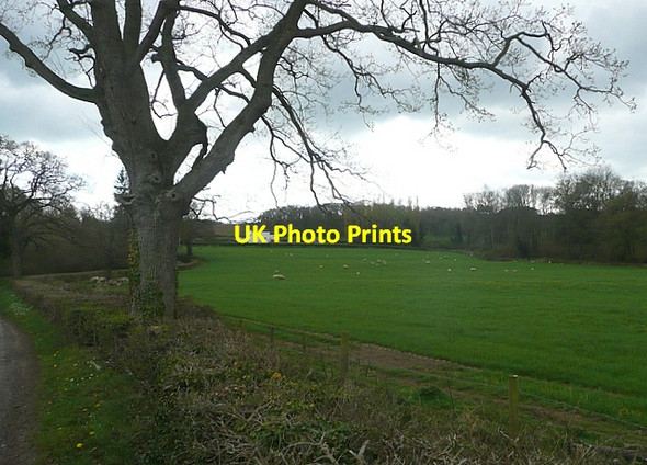 Photo 6"x4" Pasture south of Pit Pit c2012