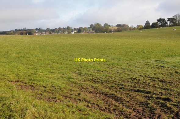 Photo 6"x4" Sheep in a field Devauden c2012