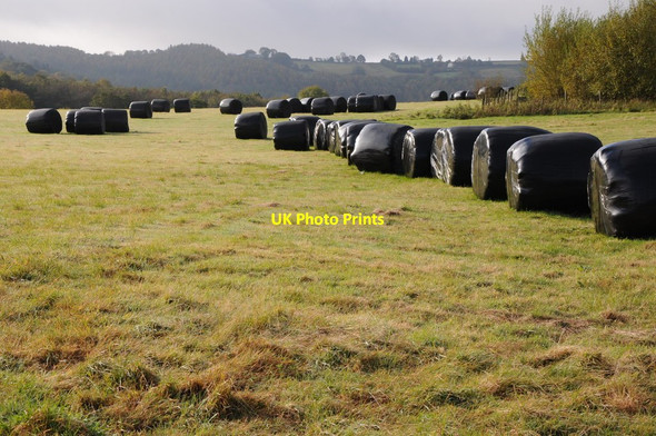 Photo 6"x4" Silage bales in a field Wolvesnewton c2012