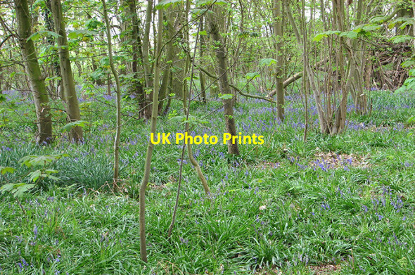 Photo 6"x4" A carpet of bluebells, Buckenham Woods Hassingham c2013