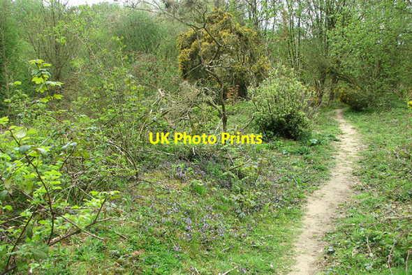 Photo 6"x4" Track along the causeway between two disused pits, Buckenham Woods Lingwood c2013