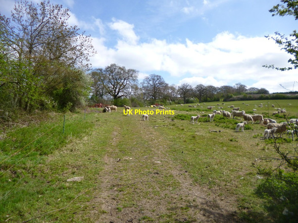 Photo 6"x4" Plumber, sheep grazing Fifehead St Quintin c2013