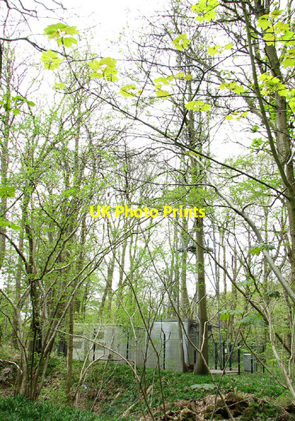 Photo 6"x4" Transmission mast in Buckenham Woods Strumpshaw c2013