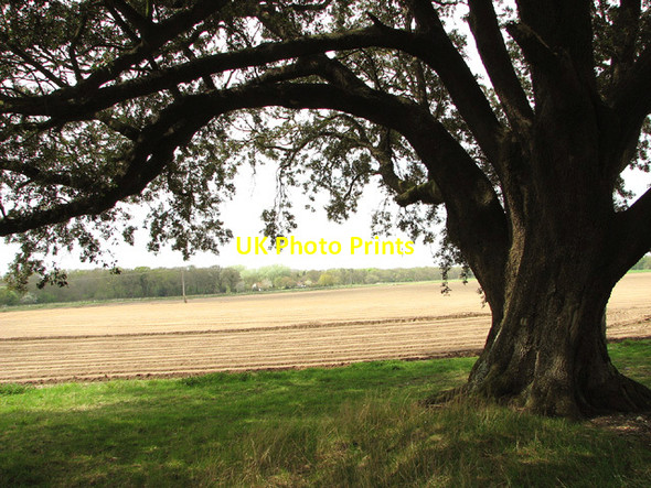 Photo 6"x4" Cultivated fields, Buckenham Buckenham c2013