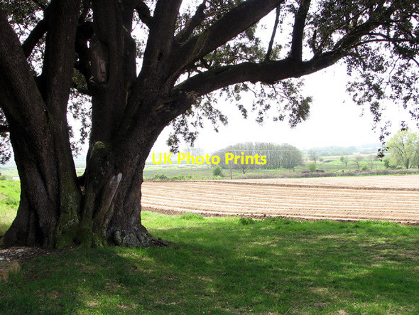 Photo 6"x4" View towards Buckenham Marshes Buckenham c2013