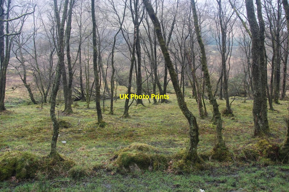Photo 6"x4" Roadside birches near Arrochar Tighness c2013