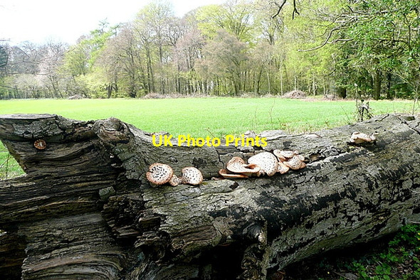 Photo 6"x4" Fungus off Coates Lane Cookley Green\/SU6990 c2013
