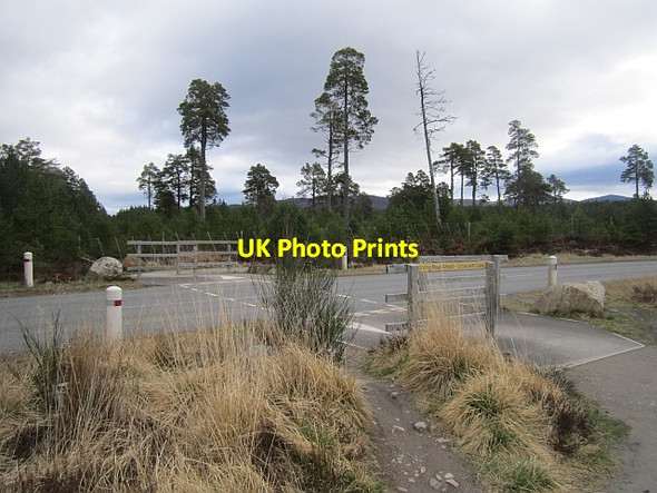 Photo 6"x4" Road crossing, Old Logging Road Coylumbridge c2013