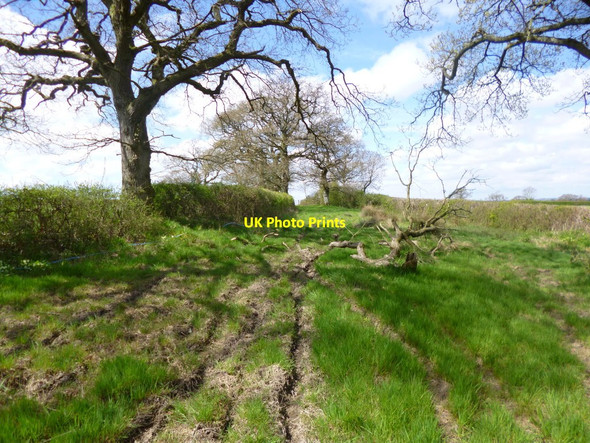 Photo 6"x4" Okeford Fitzpaine, byway Fifehead St Quintin c2013