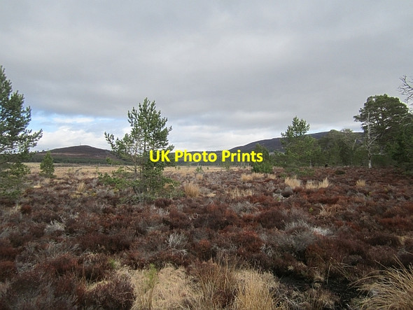 Photo 6"x4" Wetland edge Coylumbridge c2013