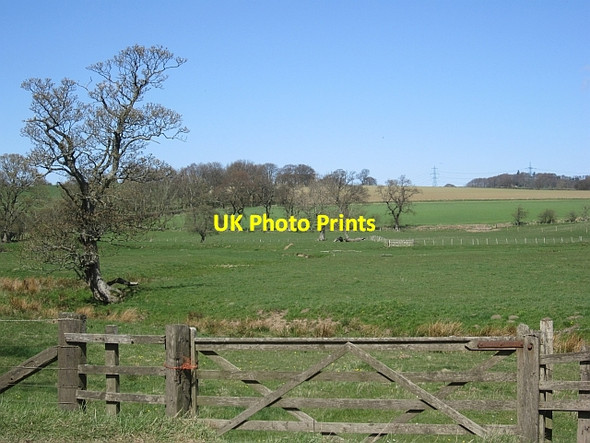 Photo 6"x4" Wetland pasture Whittingham c2013