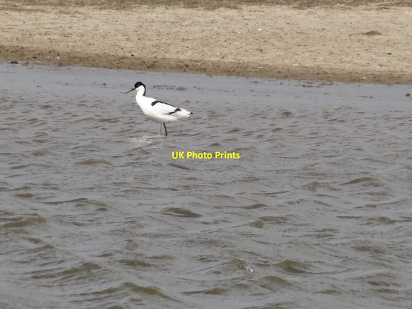 Photo 6"x4" Avocet at Cresswell Pools Nature Reserve Cresswell\/NZ2993 c2013
