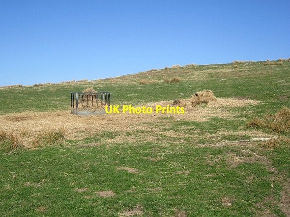 Photo 6"x4" Winter feeding, Beanley Moor Beanley c2013
