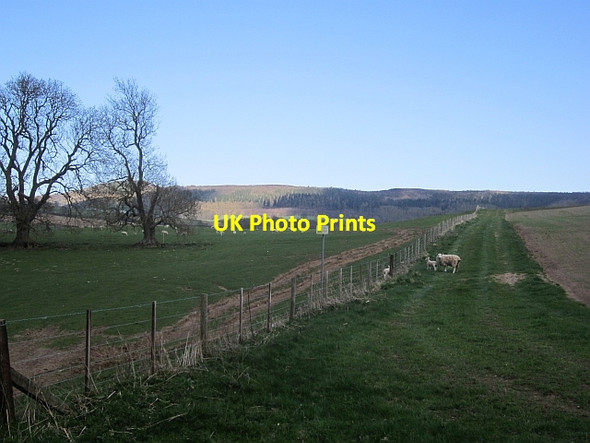 Photo 6"x4" Escaped sheep, Lilburn East Lilburn c2013