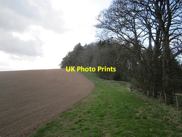 Photo 6"x4" Woodland edge, East Lilburn East Lilburn c2013