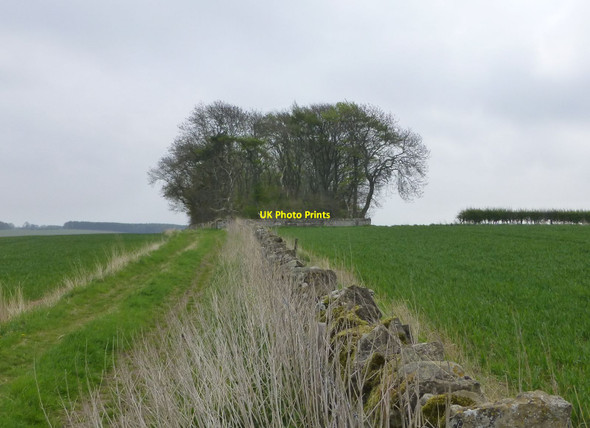 Photo 6"x4" Stonedyke Plantation North Charlton c2013